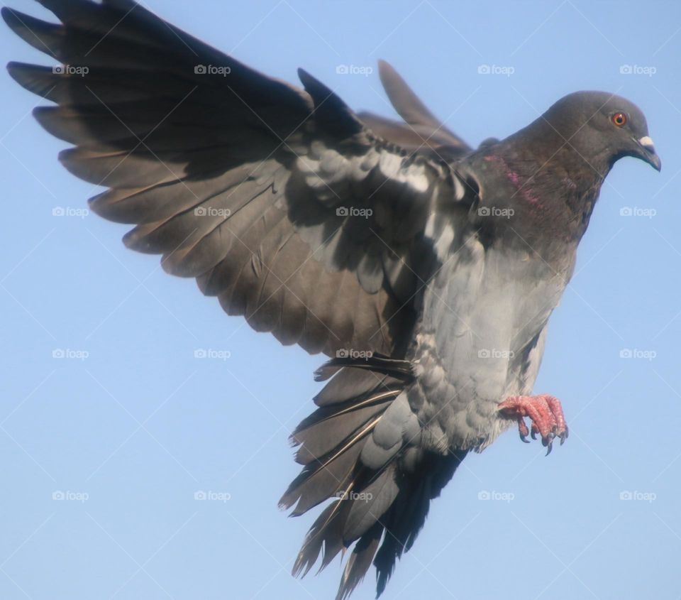 Flying Pigeon About to Land