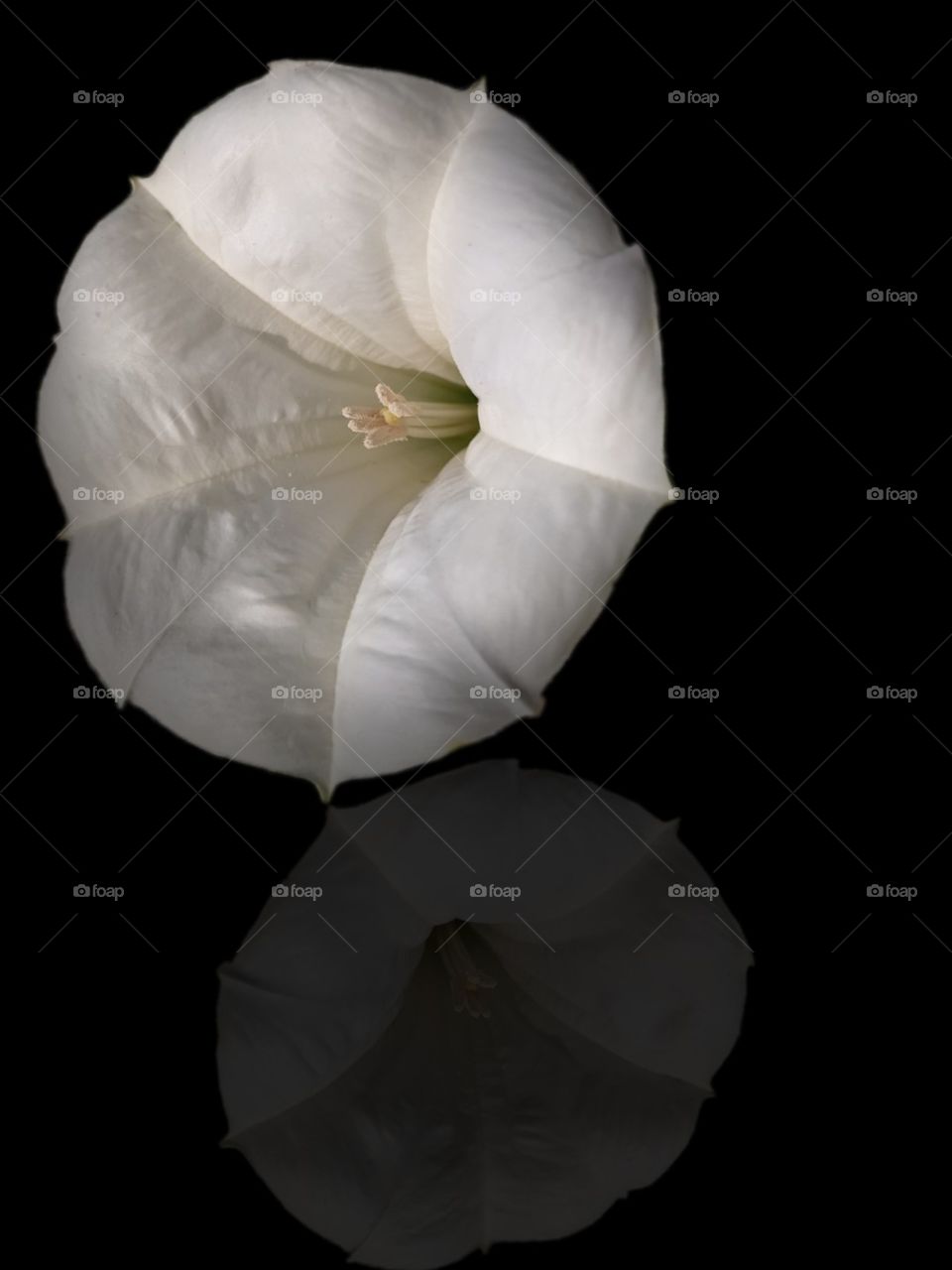 white flower with dark background