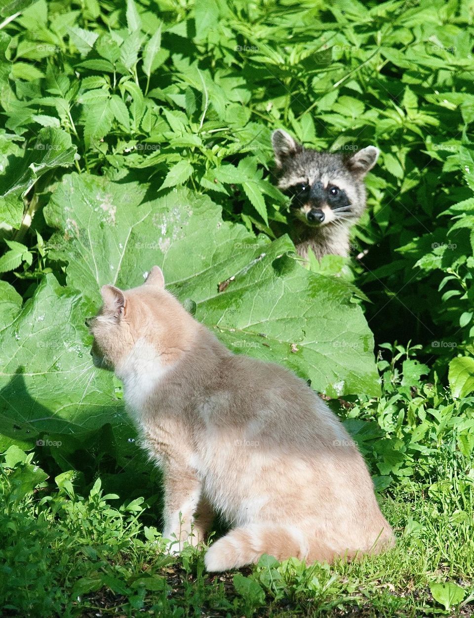 Actual photo not digitally altered.  Raccoon peeks out from behind weeds and sees a stray cat