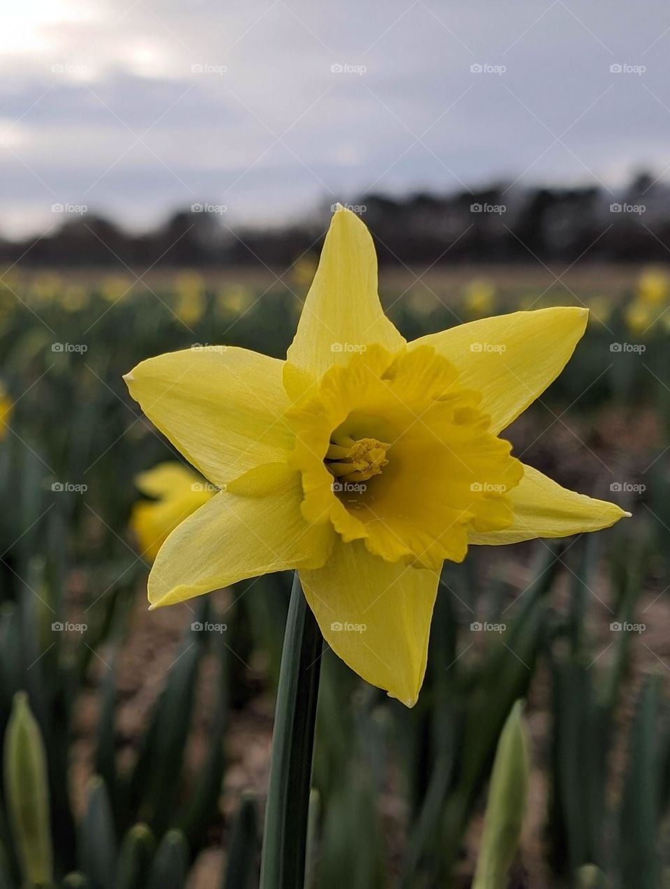 Daffodil field