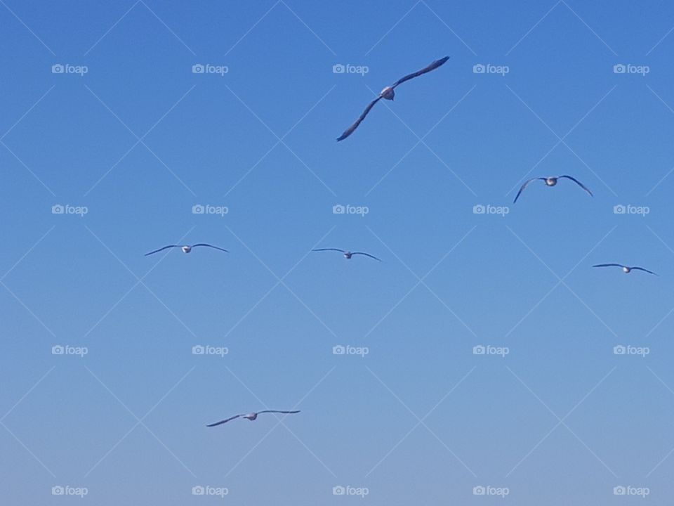 A group of seagulls flying high in the blue sky.