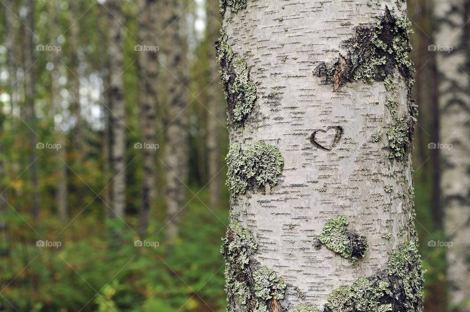 Heart carved in birch