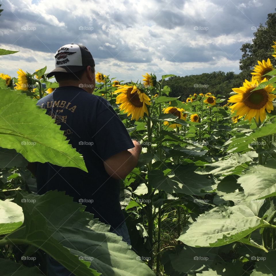 Person taking pictures in a sunflower field