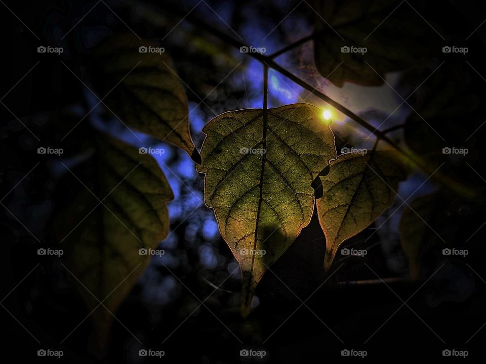Sun Rays behind the leaves