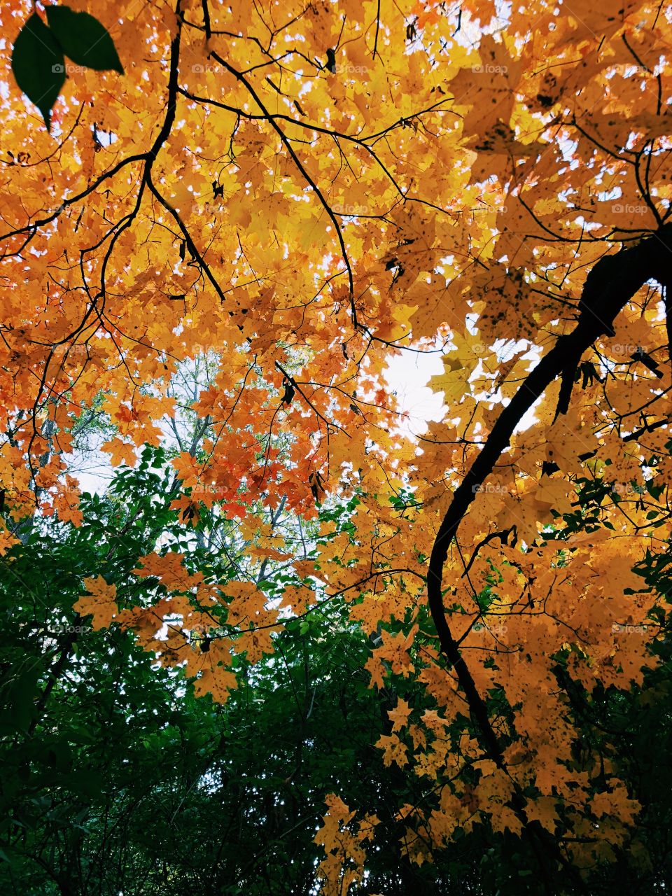 Orange fall leaves 