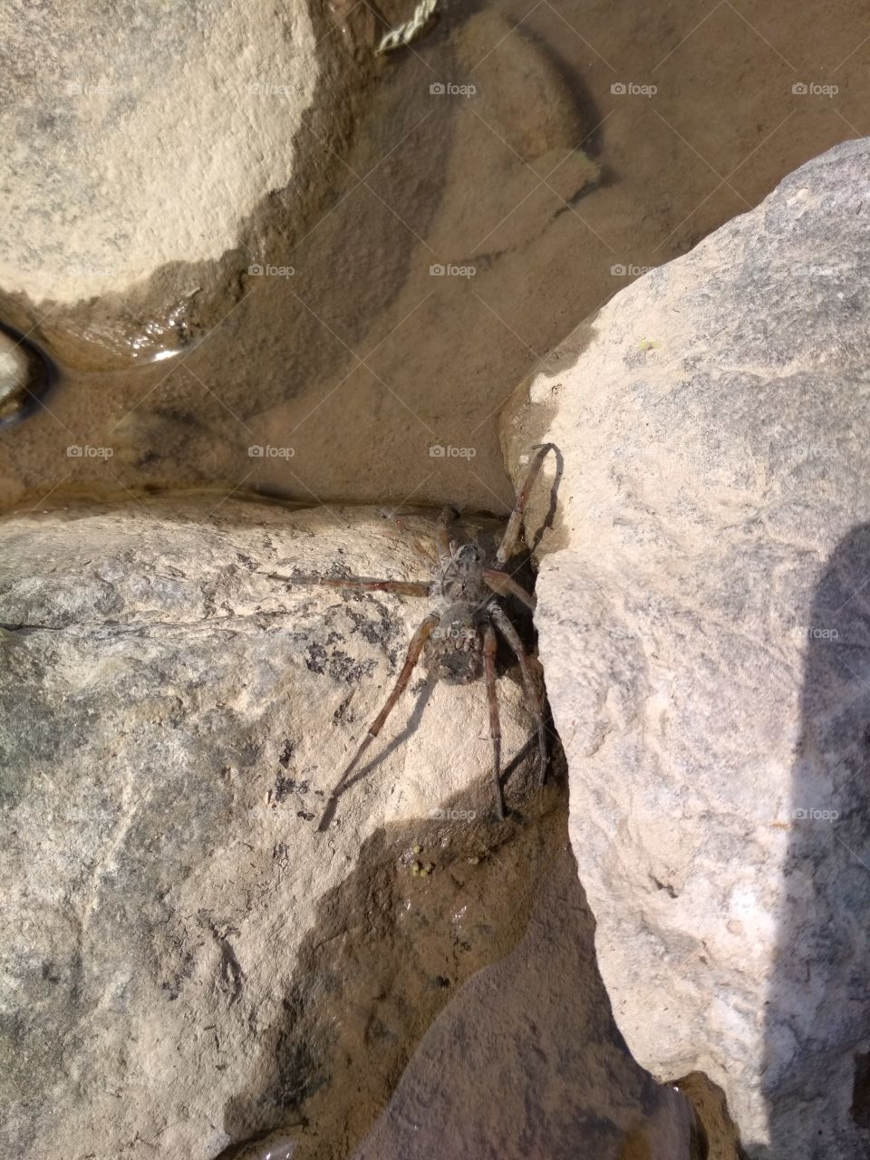 spider On rOcKs