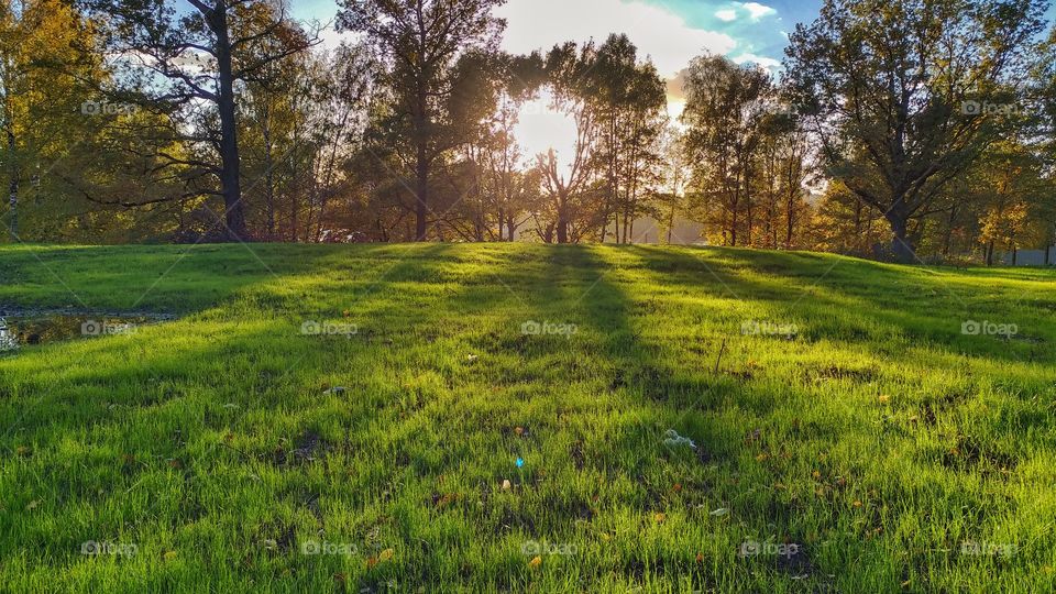 Sunlight on grass