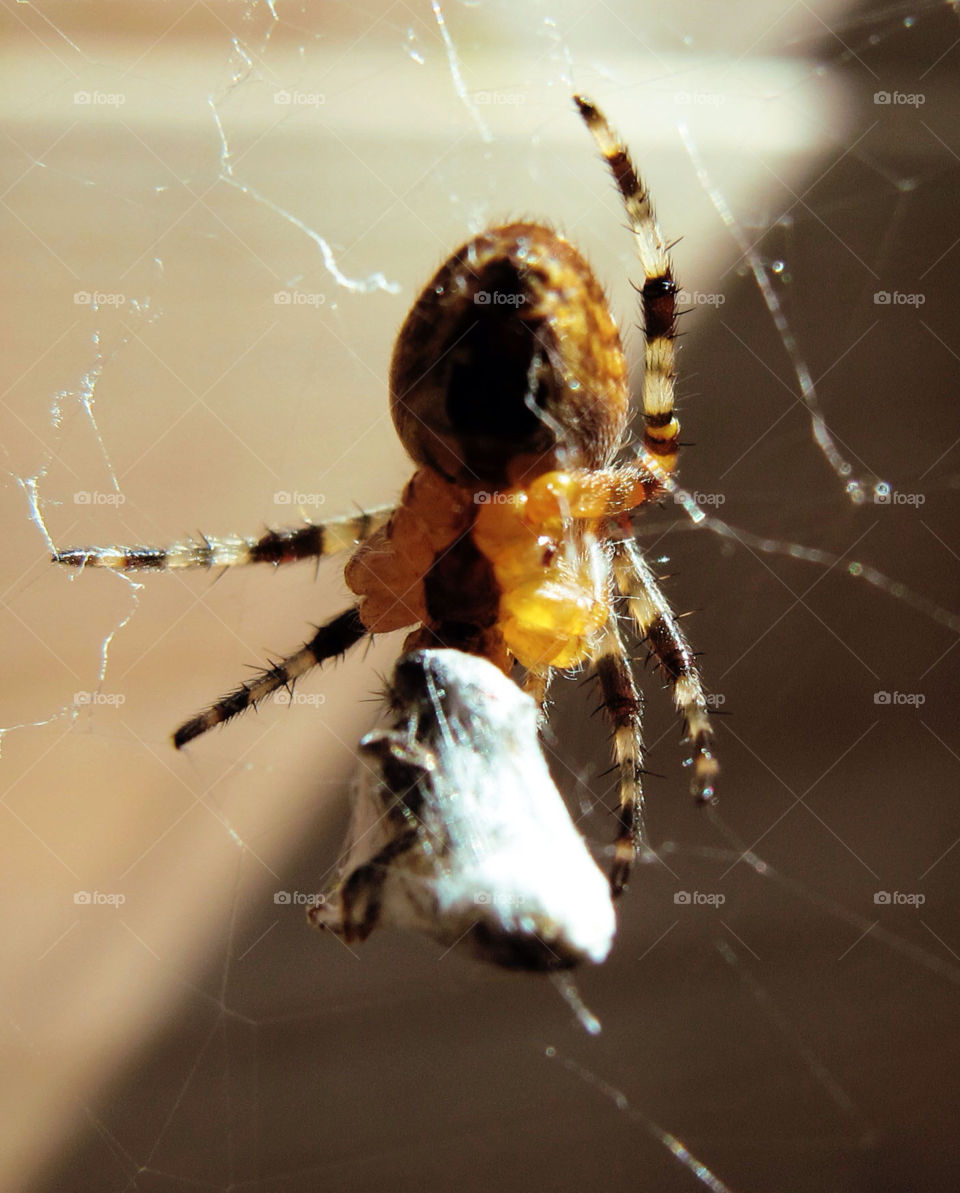 amsterdam nature web spider by flo