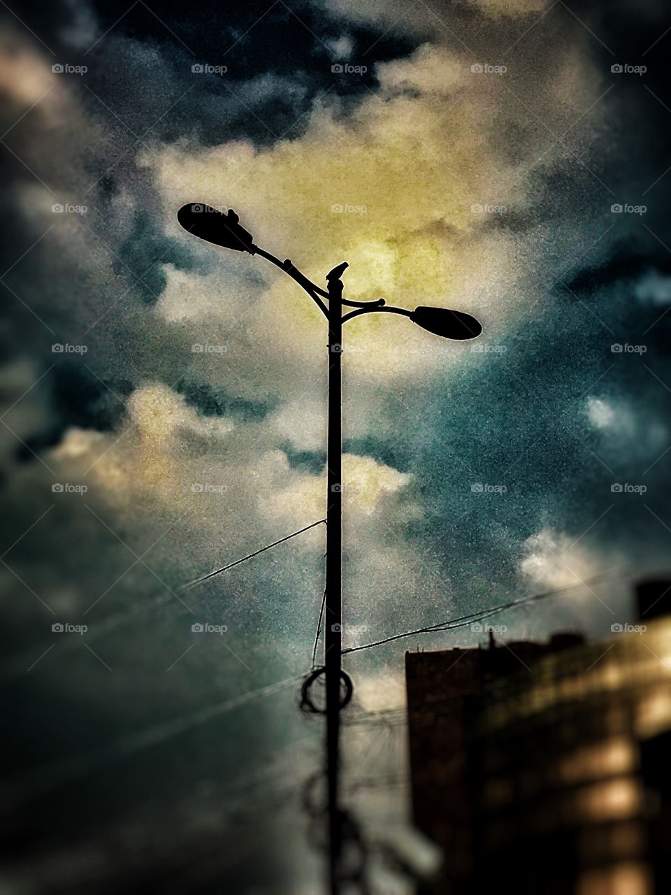 A bird sitting on streetlight!!