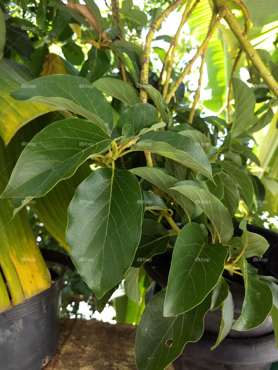 folhas de abacate