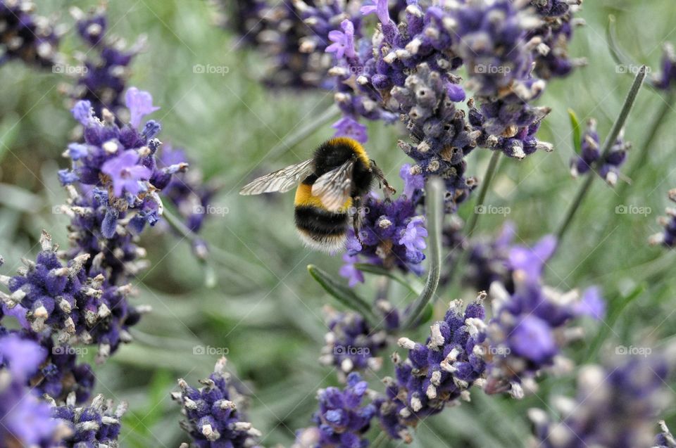 bee and flowers