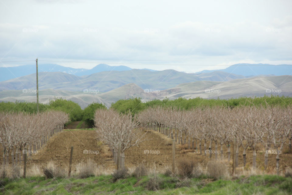 Landscape with trees