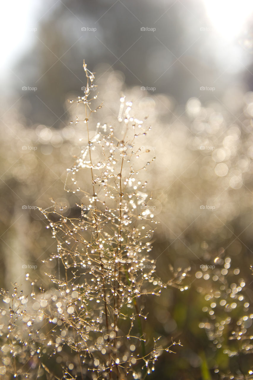 autumn dewy meadow