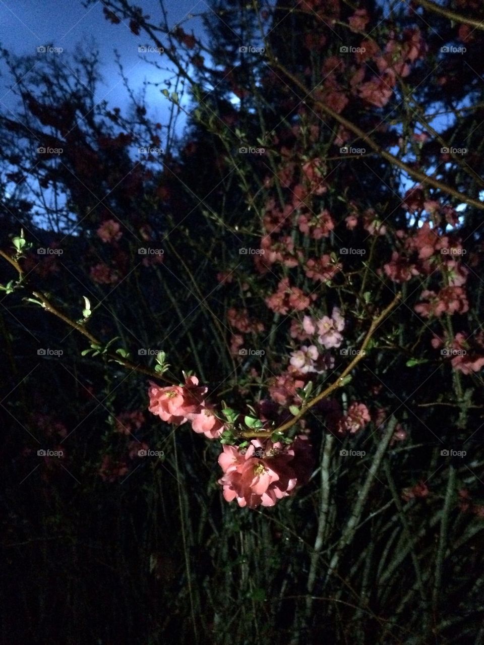 Night flowers
