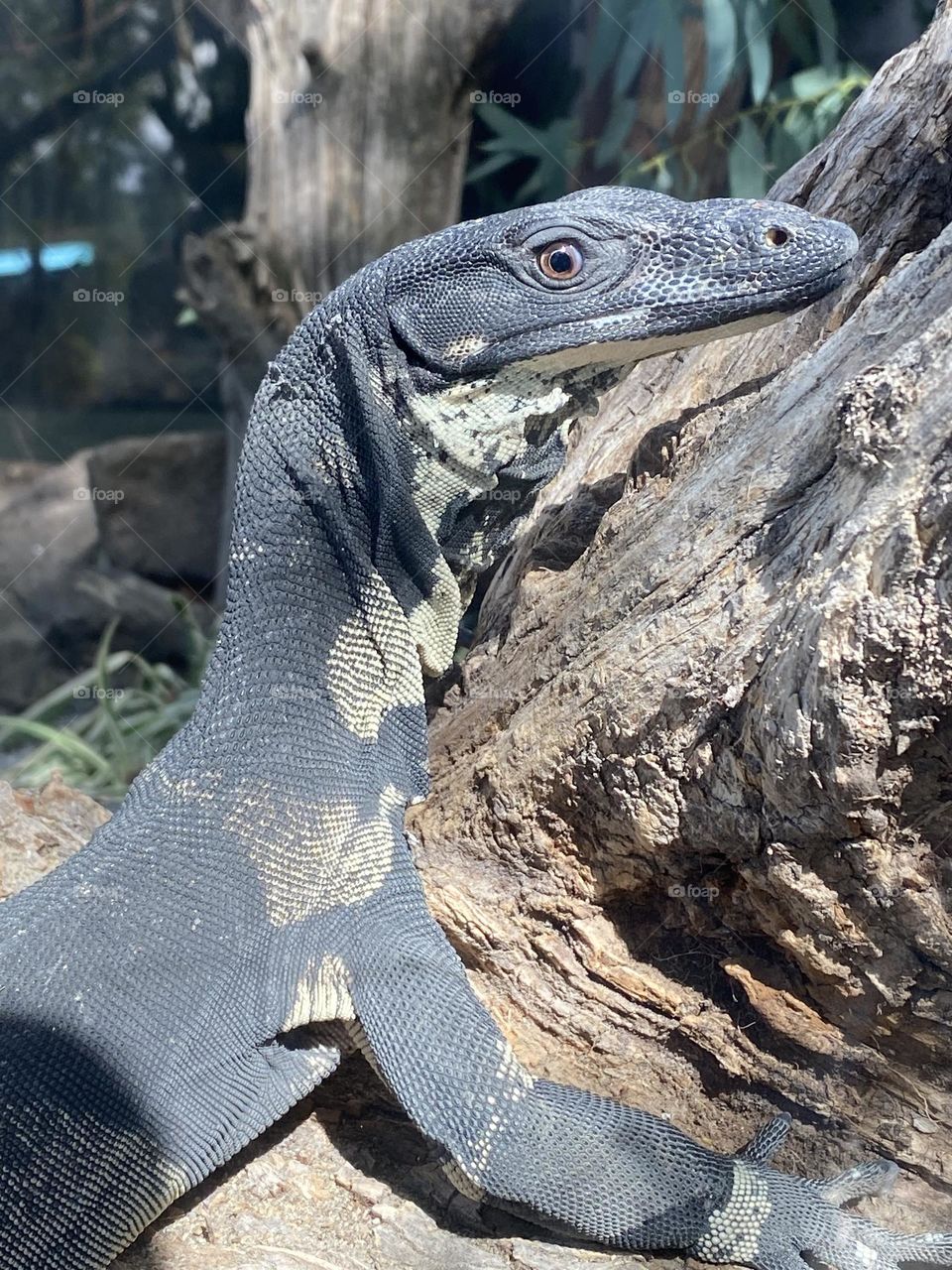 Curious Monitor Lizard