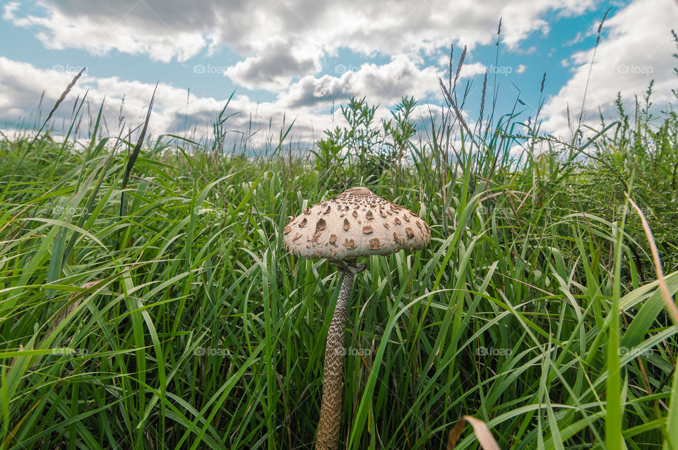 Giant mushrooms