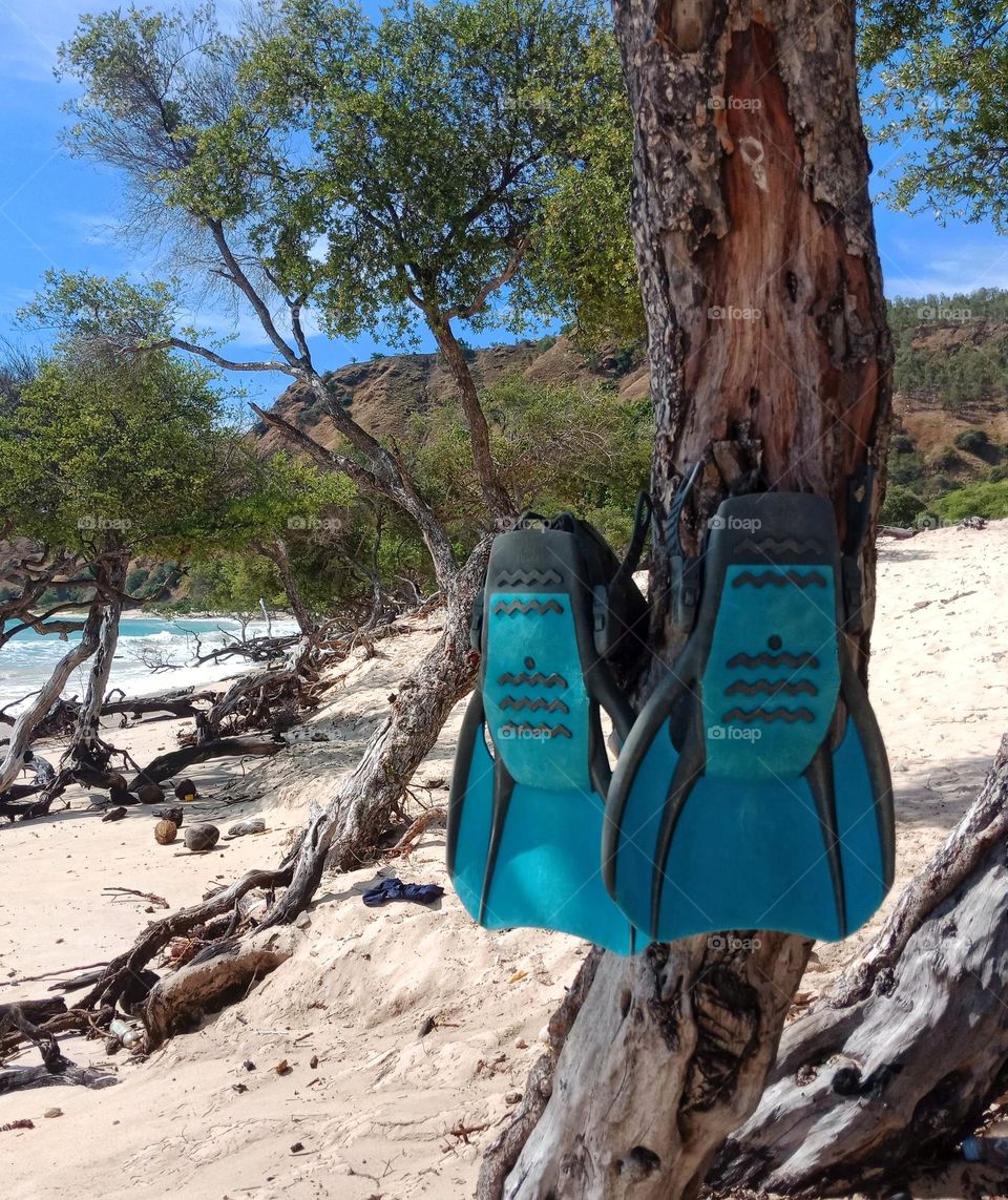 snorkelling fins hanging on a tree at beach