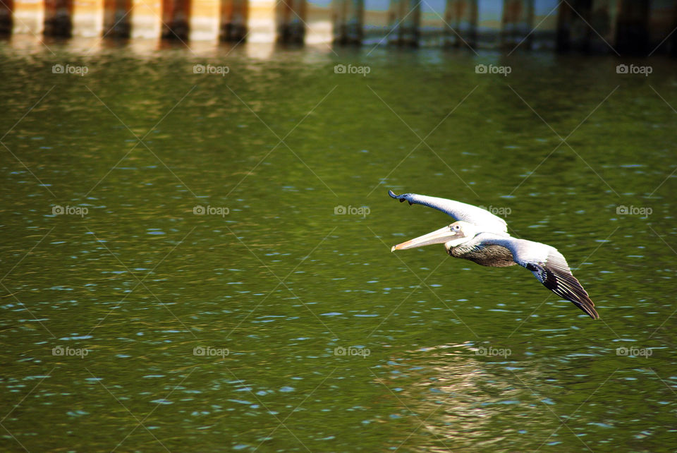 Pelican over water
