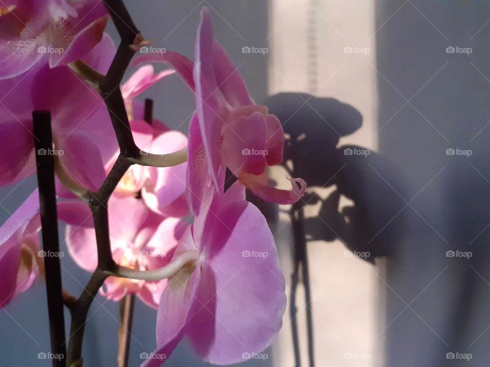 pink orchid