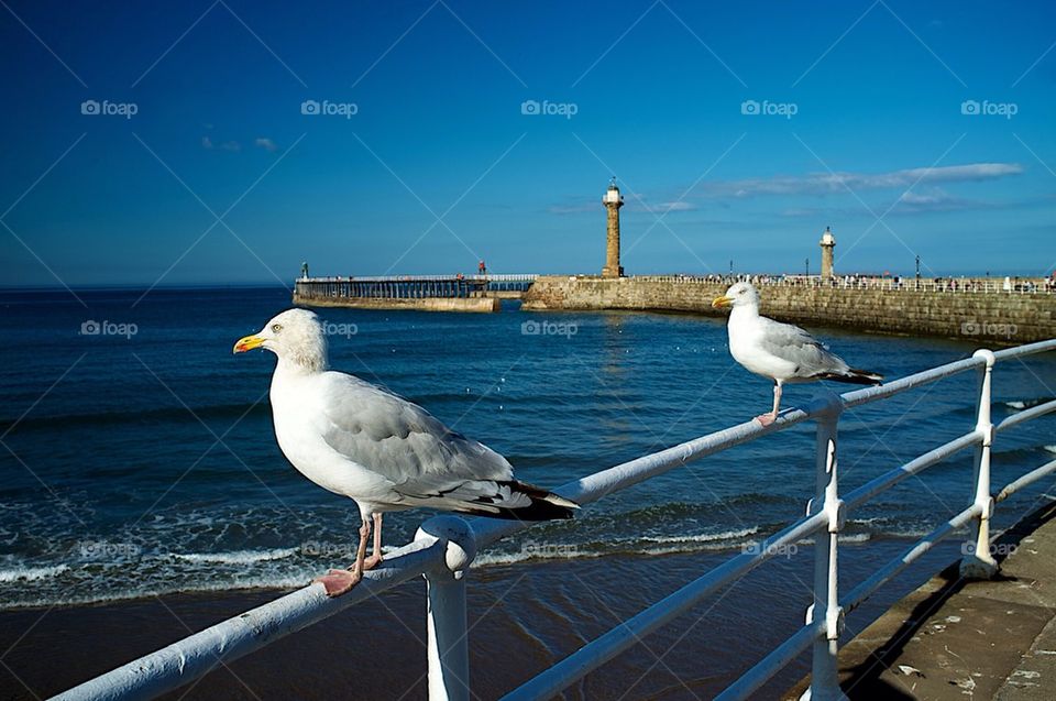Seagulls standing on railings frame a pier in The seaside town of