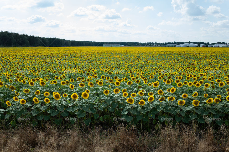 My beautiful neighborhood, field of sunflowers in Muldestausee