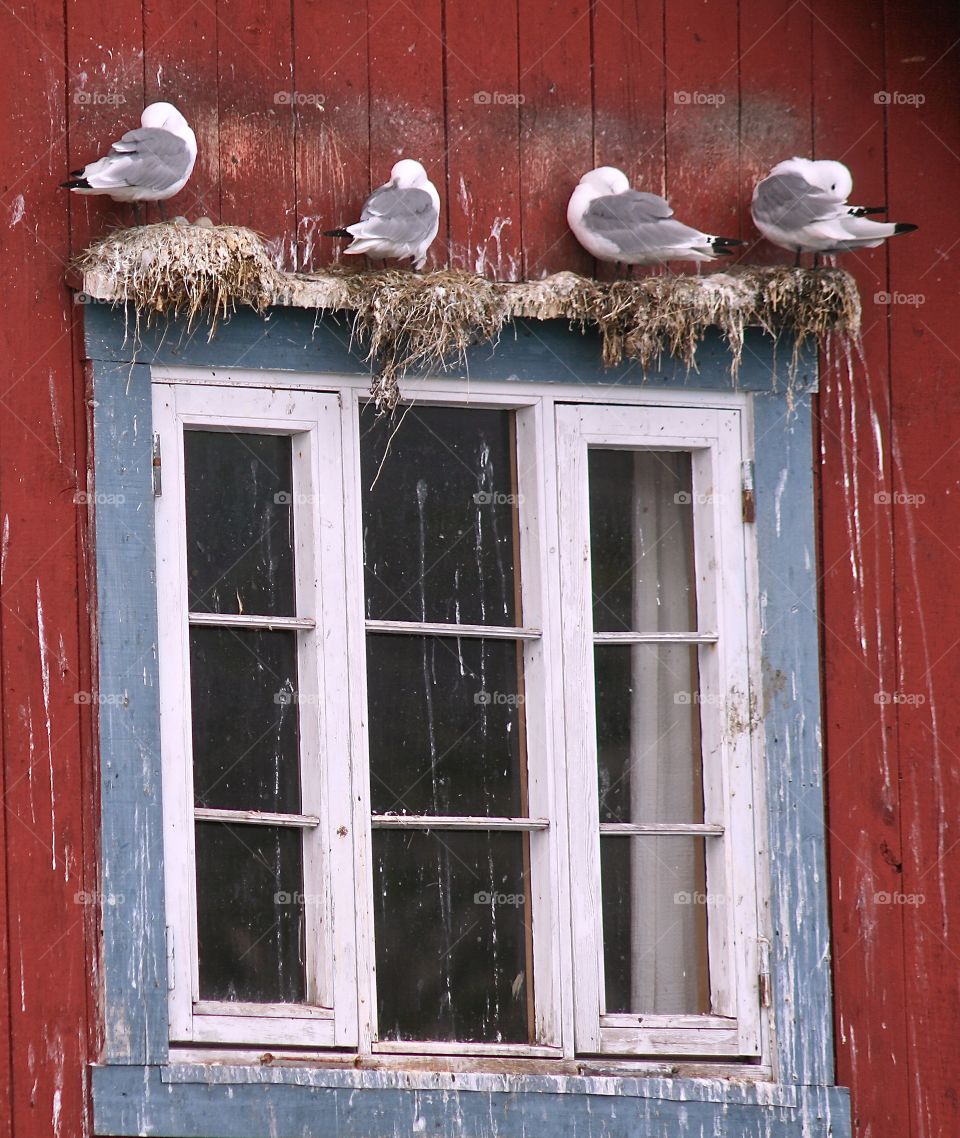 Window with birds nest and bird