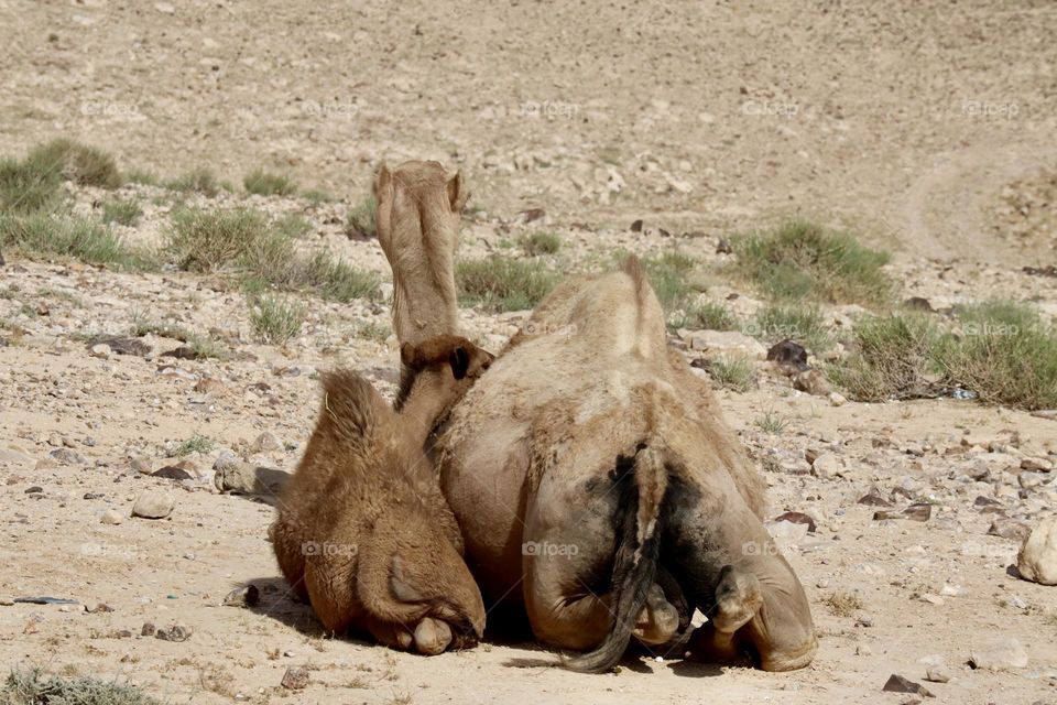 Young camel put his head and rest on his mother neck
