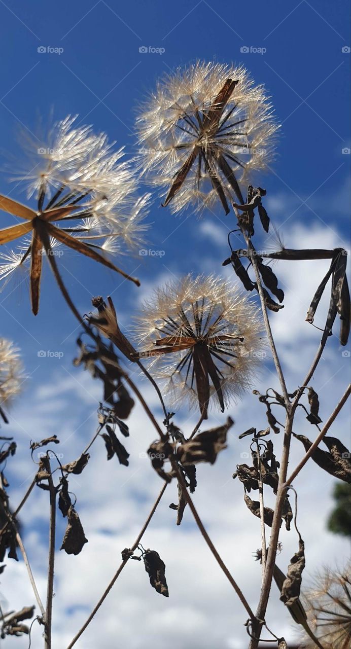 beautiful bouquet of seeds to the blue sky