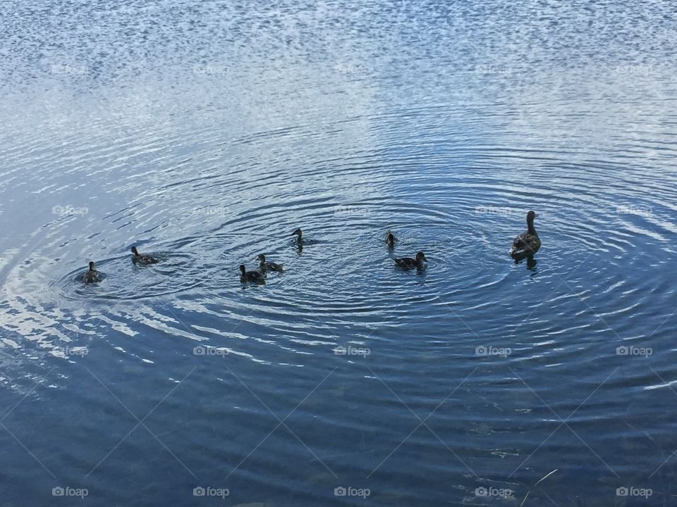 Baby And Mommy Ducks. Copyright © CM Photography May 2019. 