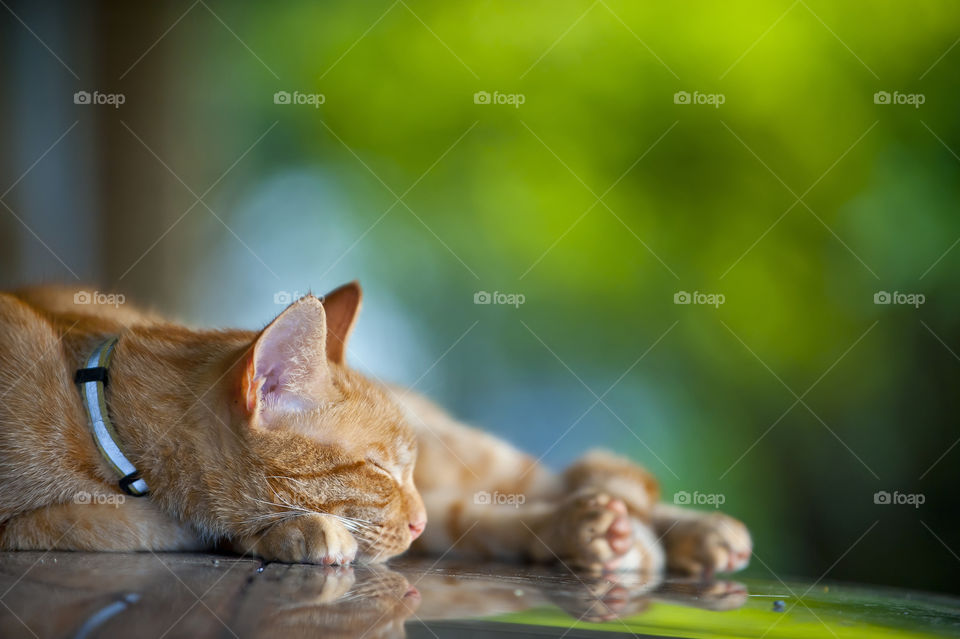 sleeping cat