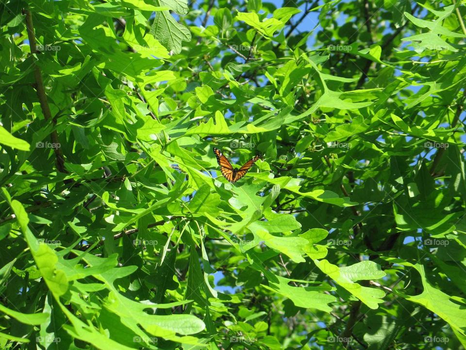 Butterfly on the Tree