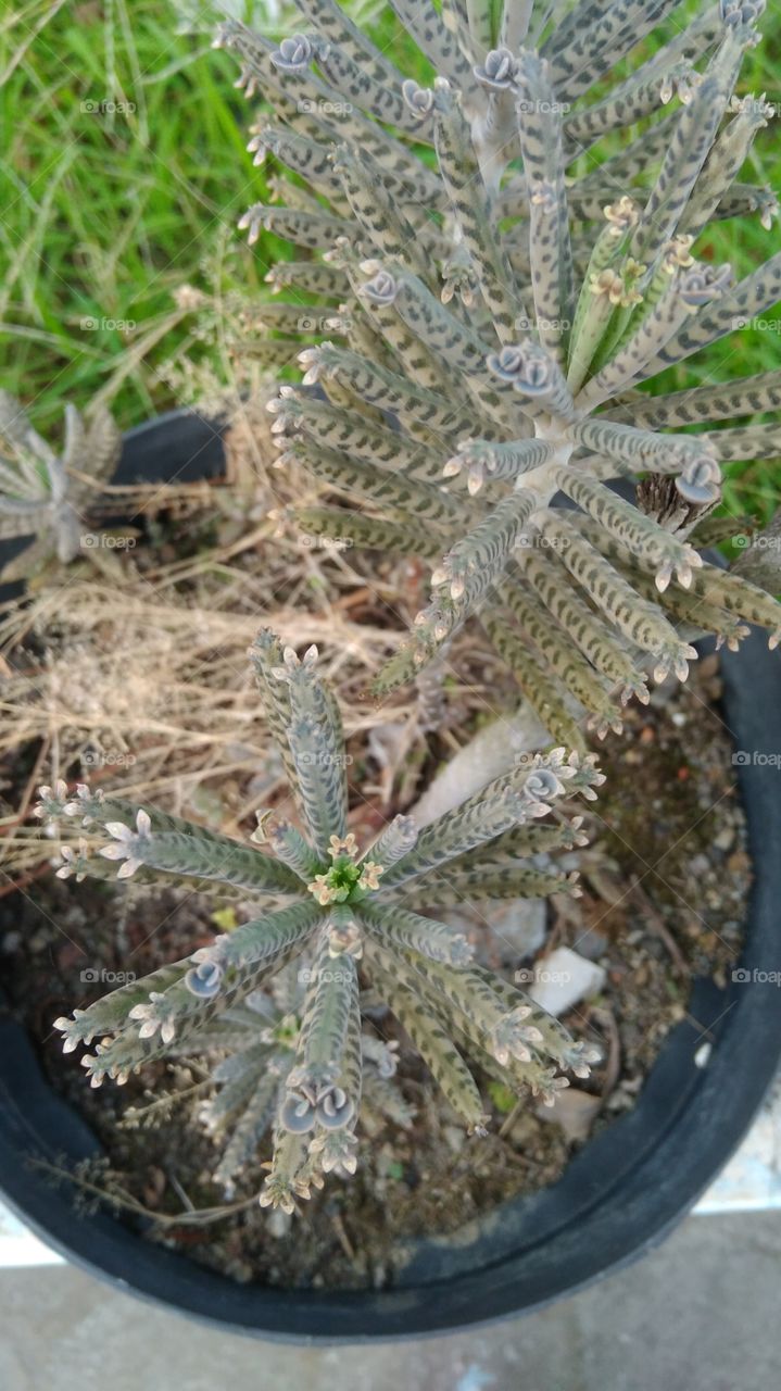 Unique plants