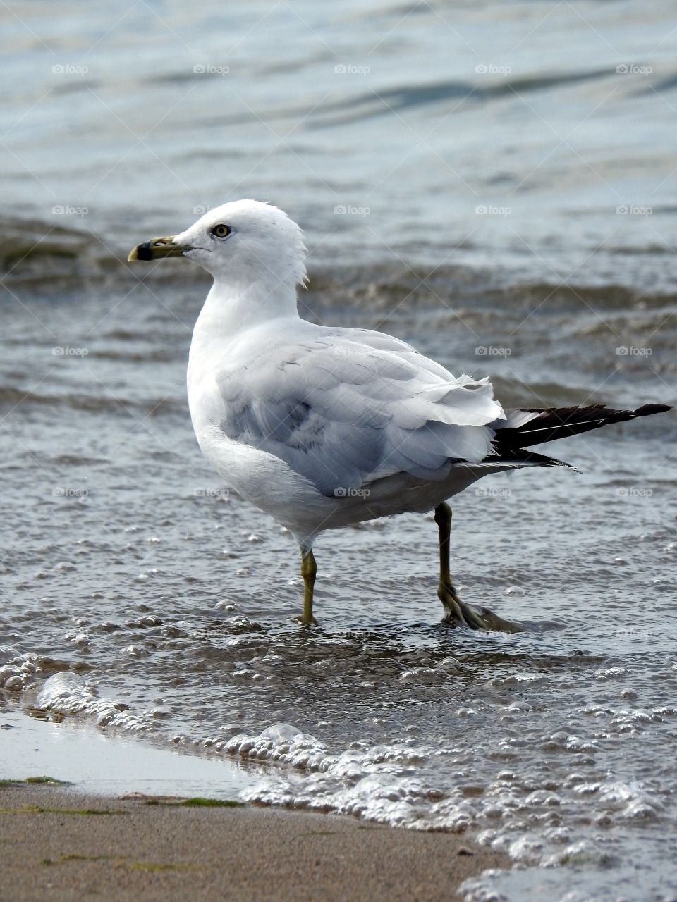 seagull