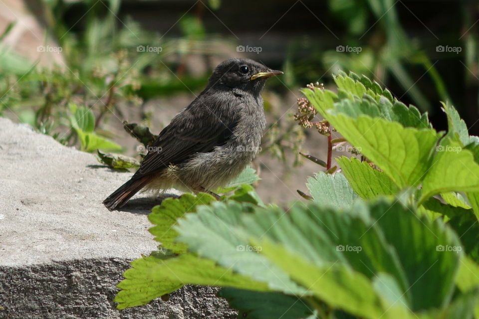 little bird's first steps