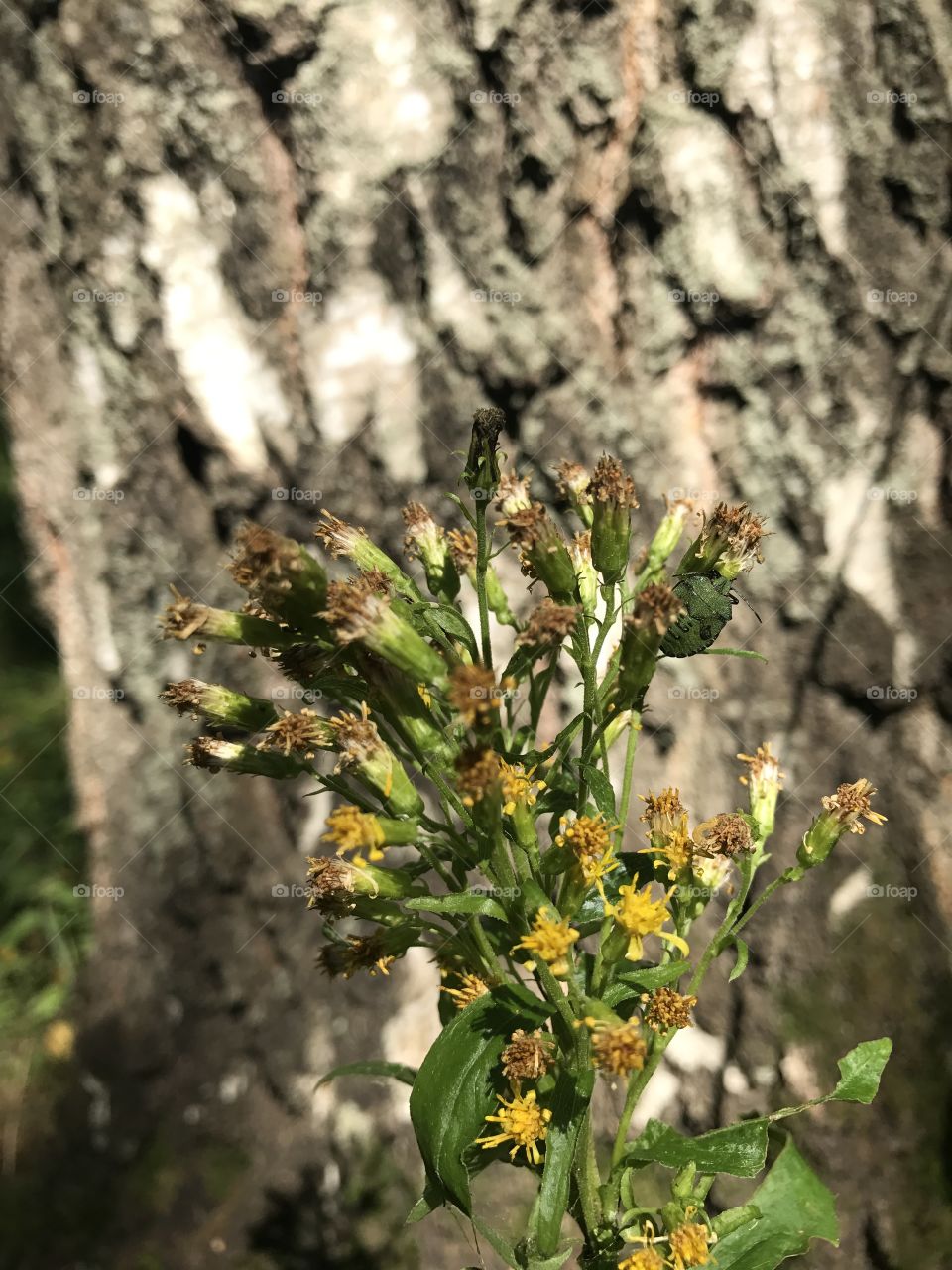 Bark with flowers 
