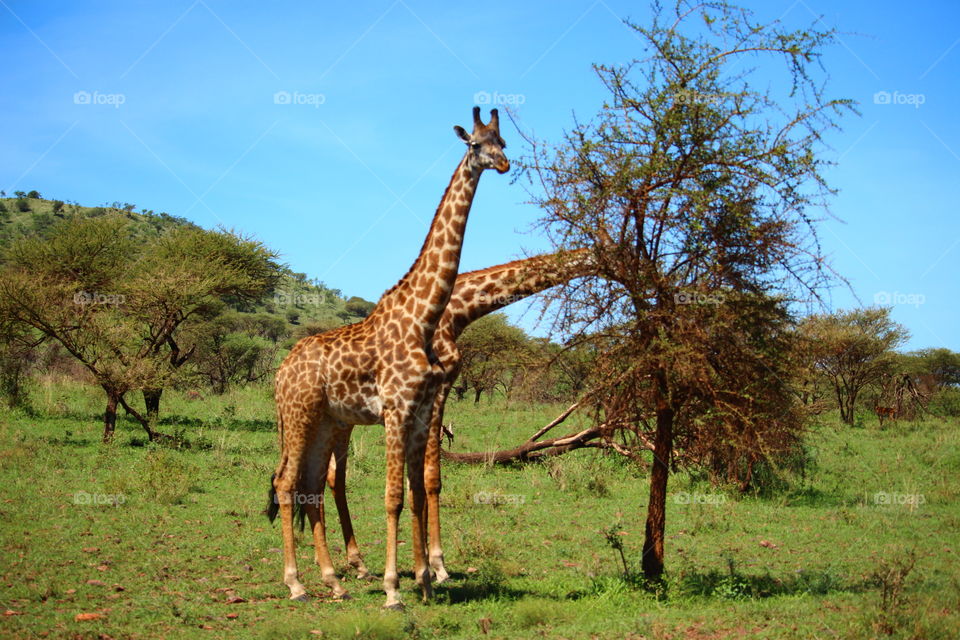 giraffe
