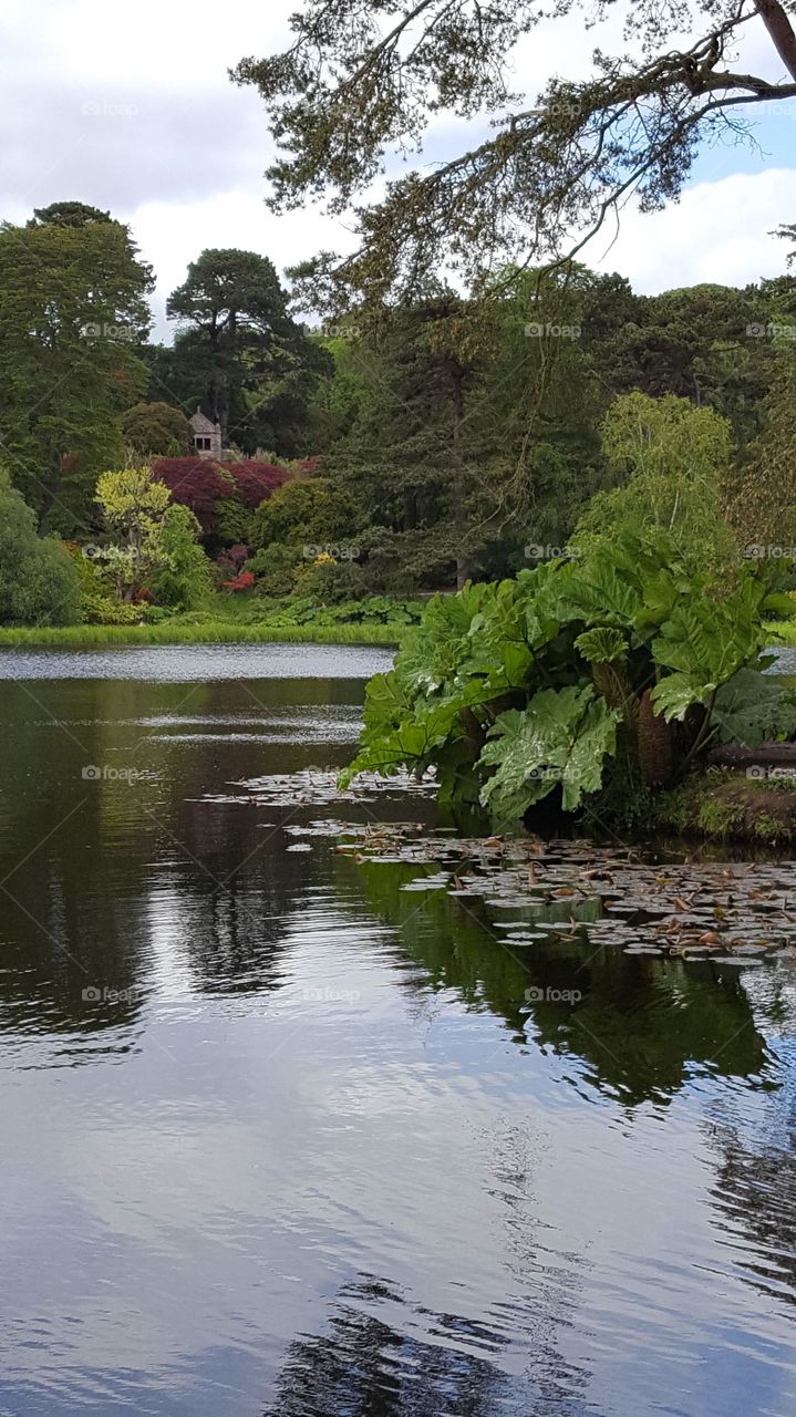 Lake garden with lilies