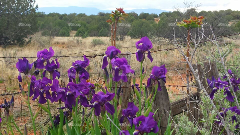 Irises Along a Fence