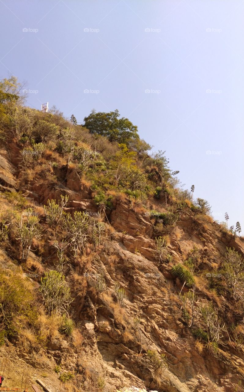 Cacti on the rocks