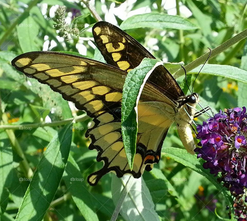 Swallowtail