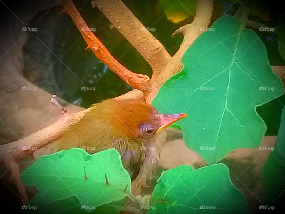 Baby bird