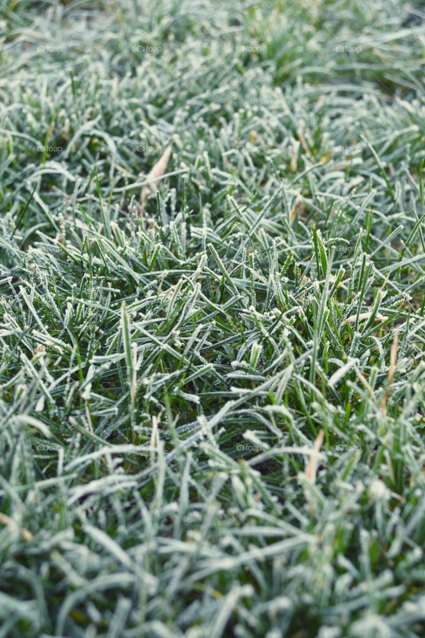 Frozen grass