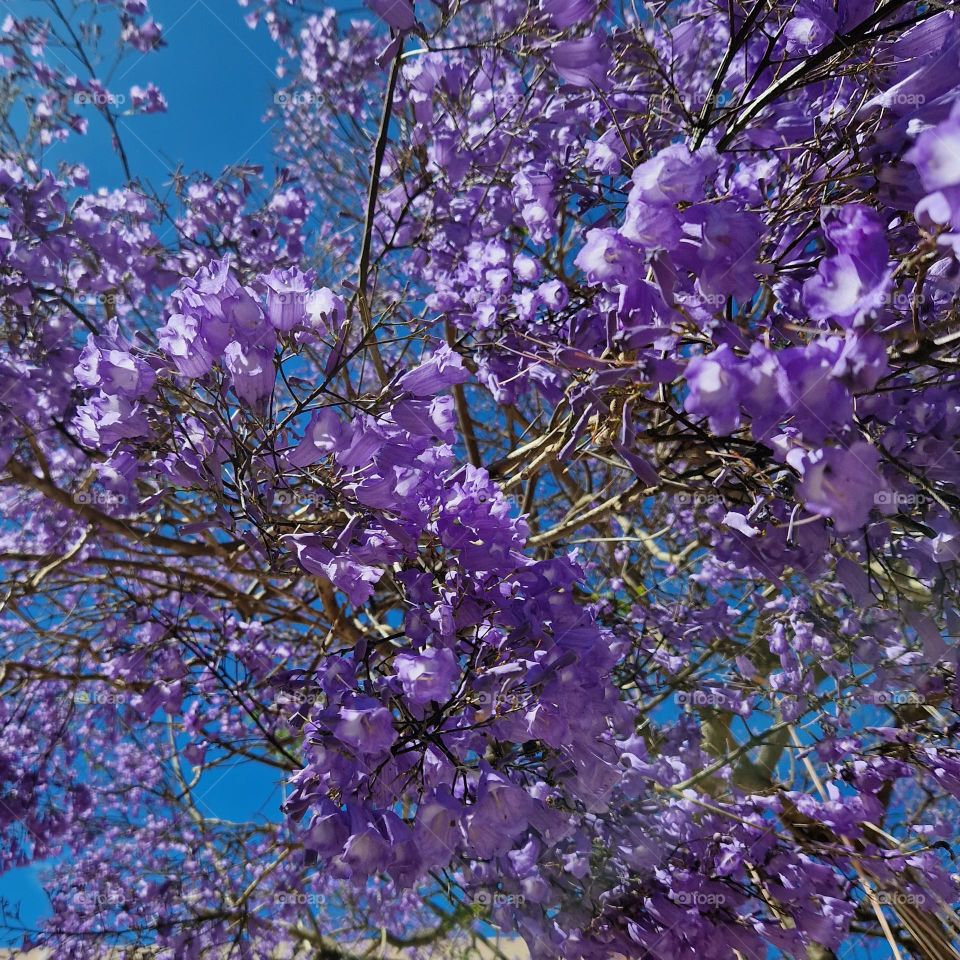 tree Portugal