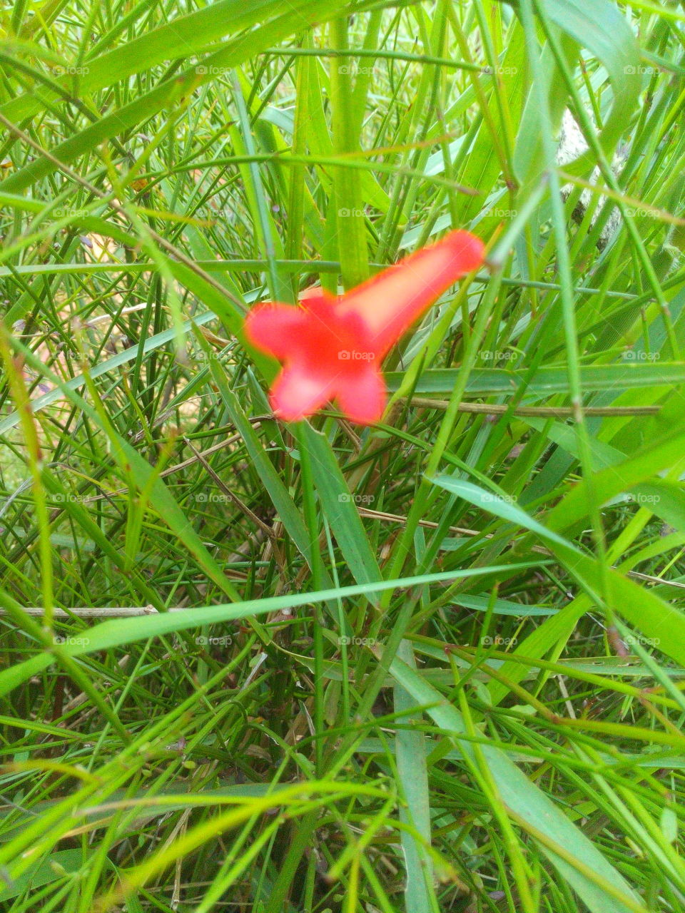 Blooming red flower