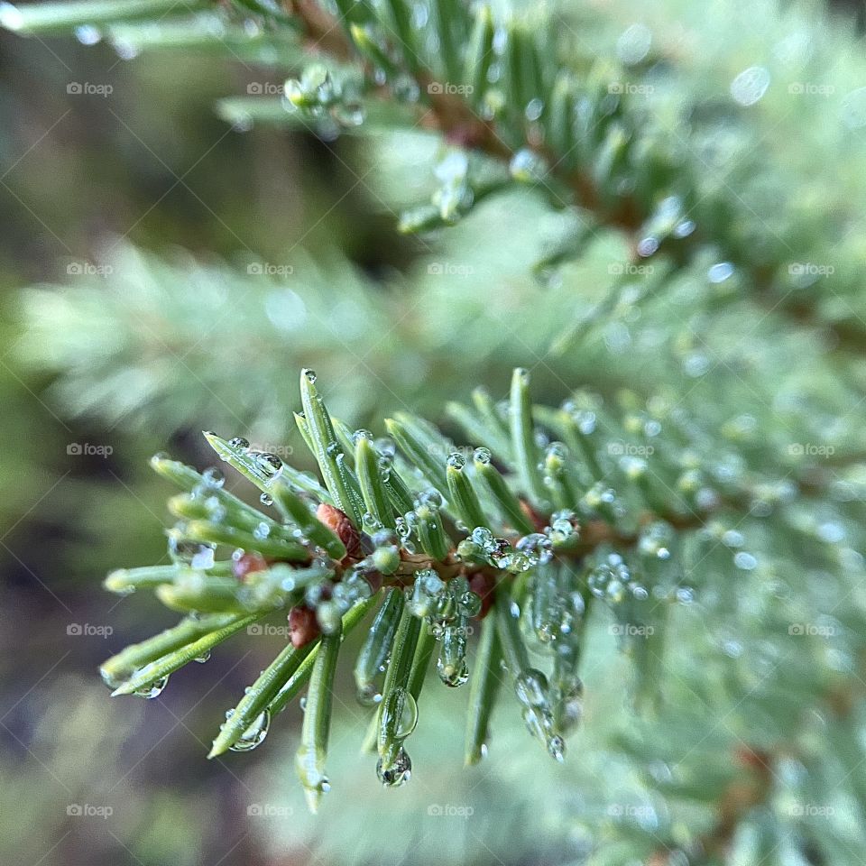 Drops on plants