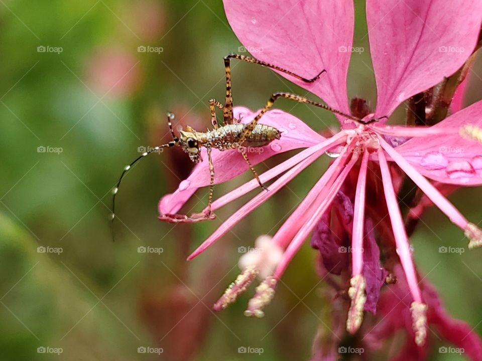 Closeup of Insect on a pink  flower.  Flower: Oenothera lindheimeri, formerly Gaura
 lindheimeri, and commonly known as Lindheimer's beeblossom, pink gaura, Lindheimer's clockweed, and Indian feather, is a species of Oenothera.