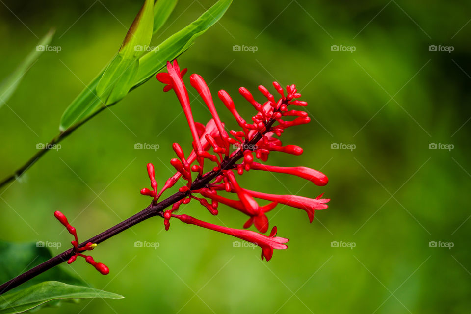 Red Buds