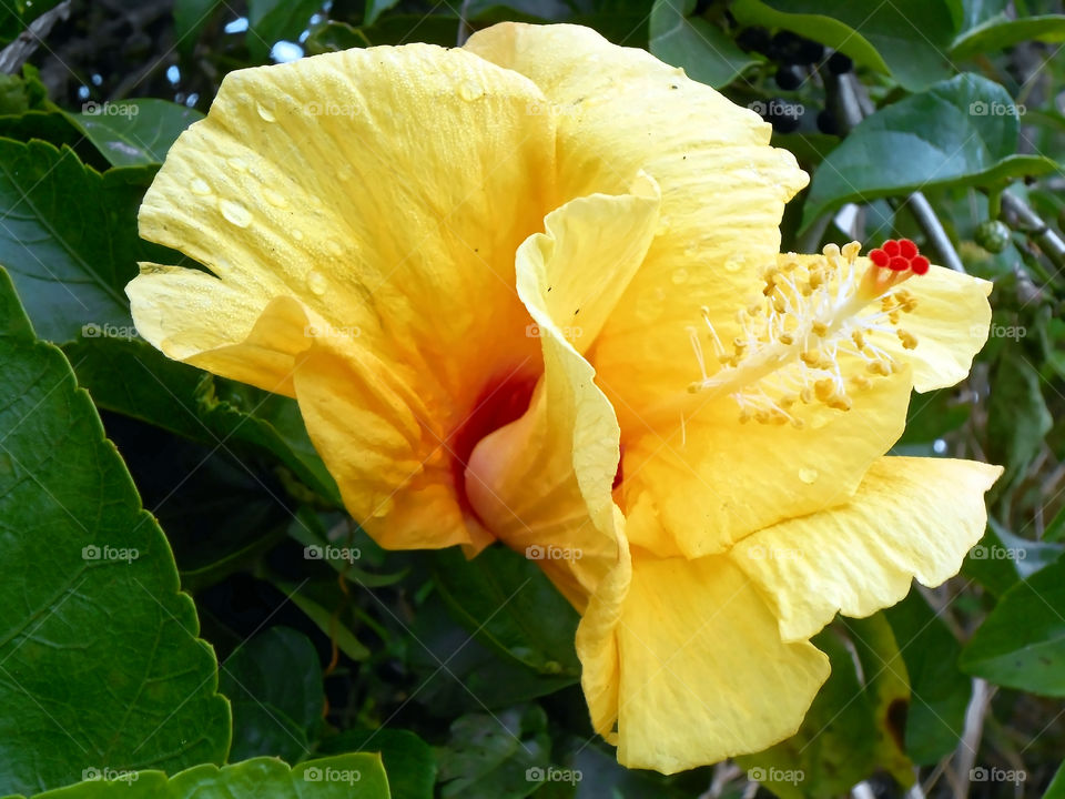 Yellow Hibiscus