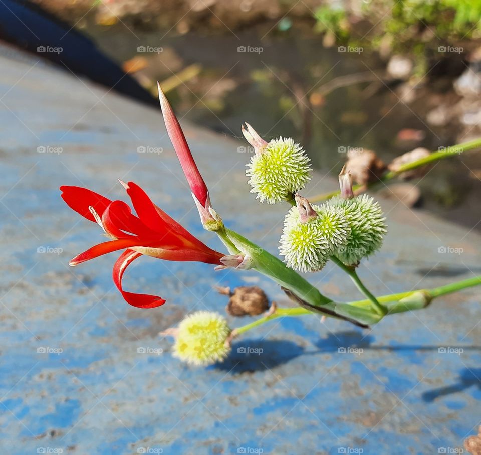 Beautiful flowers, Natural Content #Foap