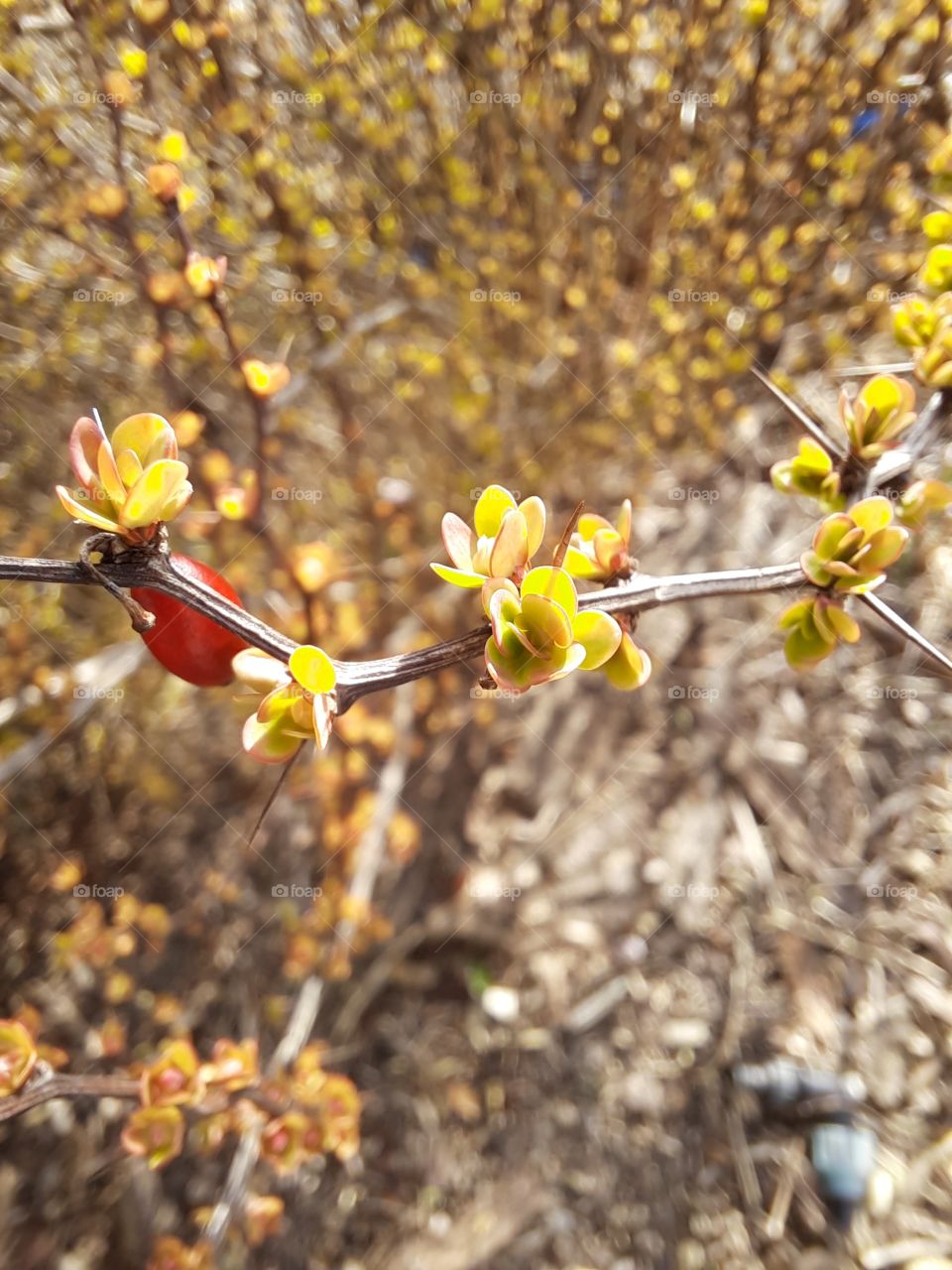 New yellow leaves and old red fruit of barberry